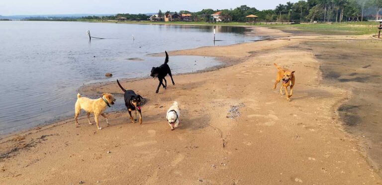 SanBenardino Tiersitting, Hundesitting, Katzensitting durch erfahrenen Haussitter in Paraguay
