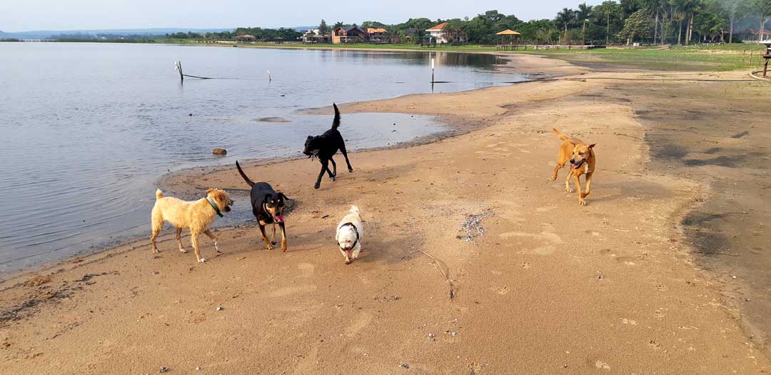 SanBenardino Tiersitting, Hundesitting, Katzensitting durch erfahrenen Haussitter in Paraguay