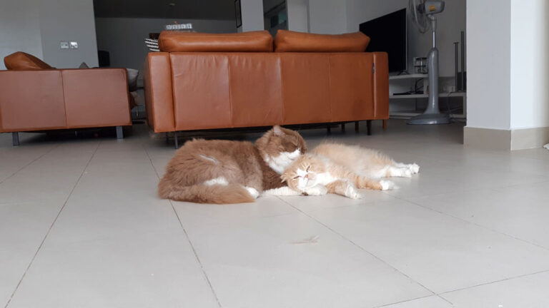 House sitting client review 03 – One penthouse three cats