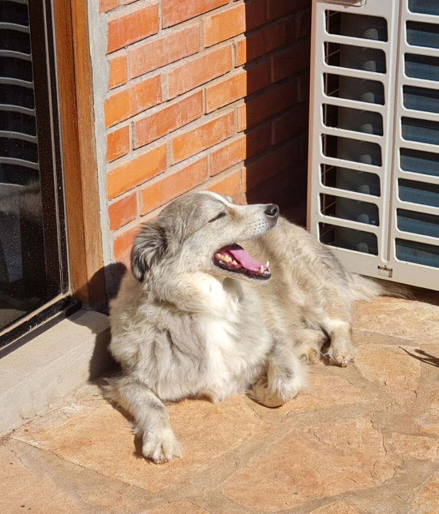 You travel worry free thanks to Housesitting Paraguay. Best dogsitting experience in Paraguay